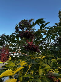 Image 2 of Elderberry Syrup 