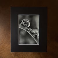Image 2 of “Morning gems” mini matted fine art prints 