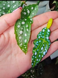 Image 1 of Angel Wing Bagonia Pendant 