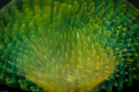 Image 11 of Limefire Burst