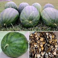 Ravenscroft heirloom watermelon seeds (12-14 count)
