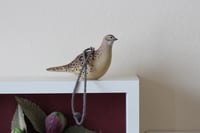 Image 1 of Lady pheasant