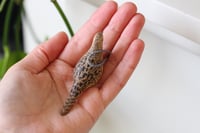 Image 3 of Lady pheasant