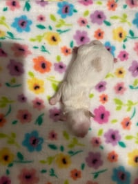 Image 1 of Shihpoopom 