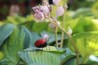 Image 1 of Sassy red bug