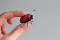 Image 2 of Sassy red bug