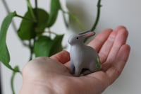 Image 4 of Primrose bunny