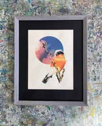Image 1 of Bullfinch
