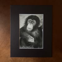 Image 2 of “A friendly chimp” mini matted fine art print 