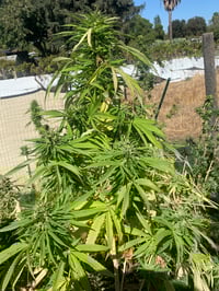 Image 3 of OMG HI! - (Eternal Sunshine X Lantz F2)