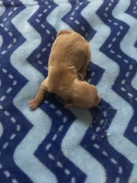Image 2 of Shihpoopom 