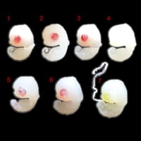 Image 2 of Angel Fetus (LITTER 1)