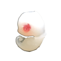 Image 1 of Angel Fetus (LITTER 1)