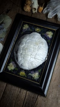 Image 3 of Shell and Floral Frame