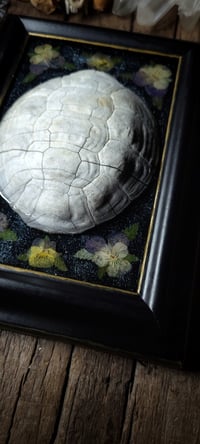 Image 2 of Shell and Floral Frame