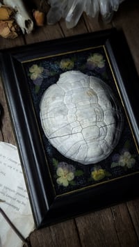 Image 5 of Shell and Floral Frame