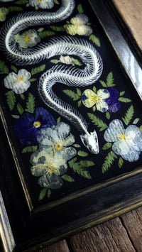 Image 2 of Snake Skeleton and Floral Wall Frame