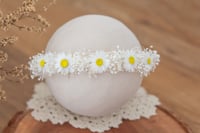 Newborn/Sitter Halo 63