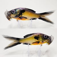 #SwampB8N Greenie Jitter (Sunfish)
