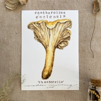 cantharellus enelensis 'chanterelle'