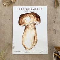 boletus edulis 'bolete'