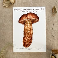 exsudoporus frostii 'frost's bolete'