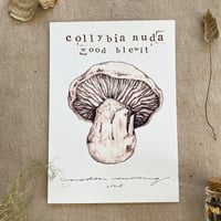 collybia nuda 'wood blewit'