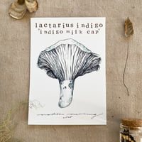 lactarius indigo 'indigo milk cap'