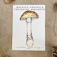 amanita muscaria variation guessowii