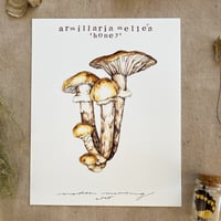 armillaria mellea 'honey'
