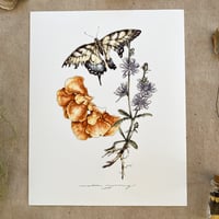 'fleeting summer'