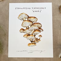 flammulina velutipes 'enoki'
