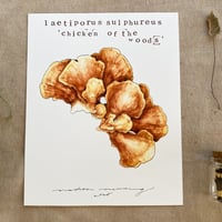 laetiporus sulphureus 'chicken of the woods'