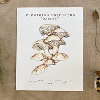 pleurotus ostreatus 'oyster'
