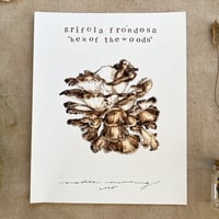 grifola frondosa 'hen of the woods'