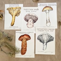 colorful fall mushroom bundle