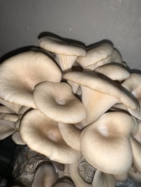 Image 4 of Blue Oyster Mushrooms 