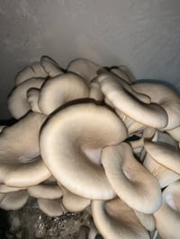 Image 1 of Blue Oyster Mushrooms 