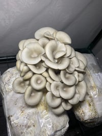 Image 2 of Blue Oyster Mushrooms 