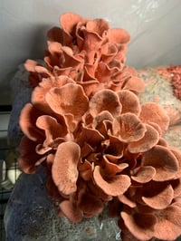 Image 4 of Pink Oyster Mushrooms 