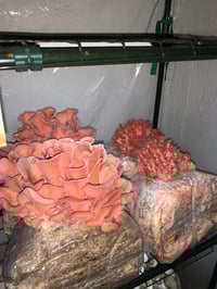 Image 5 of Pink Oyster Mushrooms 