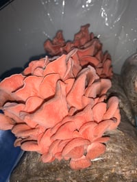 Image 3 of Pink Oyster Mushrooms 