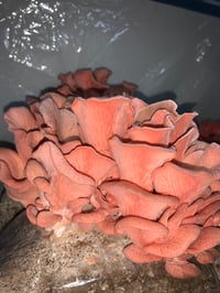 Image 2 of Pink Oyster Mushrooms 