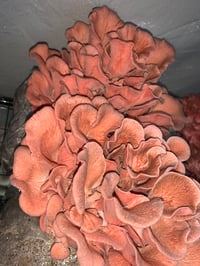 Image 1 of Pink Oyster Mushrooms 