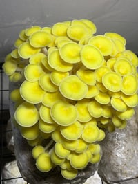 Image 1 of Golden Oyster Mushrooms 
