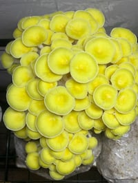 Image 2 of Golden Oyster Mushrooms 