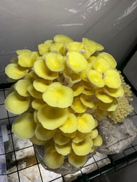 Image 3 of Golden Oyster Mushrooms 