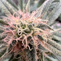 Image 2 of Tallymon F2