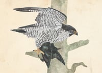 Image 5 of 2026 Birds Of Prey Wall Calendar PRE-ORDER