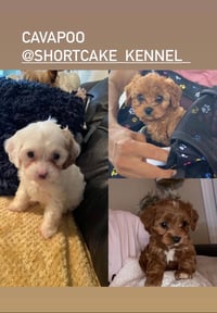 Image 2 of Cavapoo’s